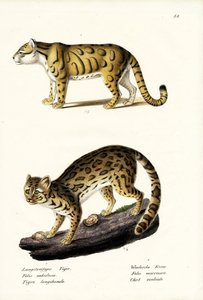 曇ったヒョウ、1824 作： Karl Joseph Brodtmann